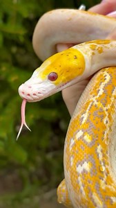 @tarabiron3 shares the stellar patterning and coloration of a stunning reticulated python! 🧡💛🤍 TRR is made possible by @rodentpro #reticulatedpython #reticulatedpythonmorph #malayopythonreticulatus #giantpython #python #snake #reptile #reptilepets #reptilefanatics #reptilekeeper #herpetology #herpetoculture #thereptilereport #thereptilereportofficial | The Reptile Report