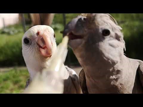 Raising cockatiels with their parents - Bubu's offspring!
