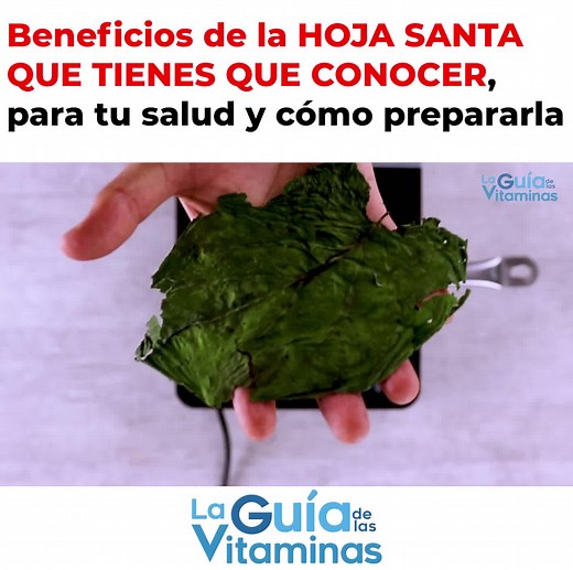 Beneficios de la HOJA SANTA QUE TIENES QUE CONOCER, para tu salud y cómo prepararla | Guía de Las Vitaminas