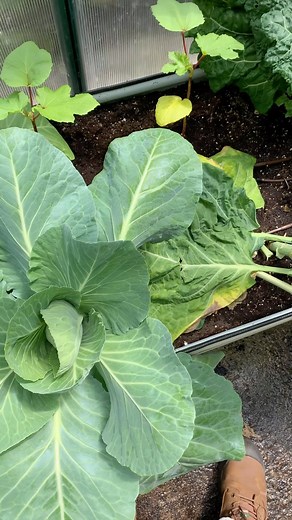 This has been a great method for us to keep slugs under control. It’s natural, organic and simple💚 #slugs #instagram #gardeningtips #learn | Plantedinthegarden