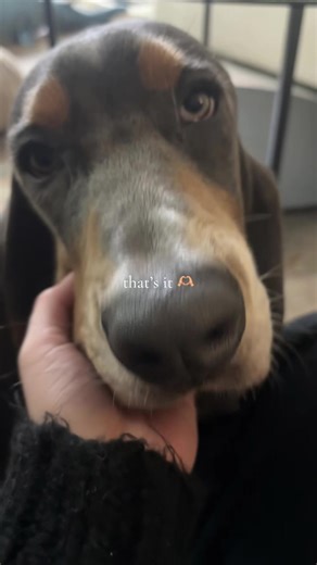 What My Basset Hound Ate Today: Complete Food Diary