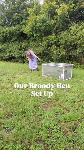 Yes, we actually keep our broody hens in these mini chicken tractors. Yes, they actually hatch chicks in them. Yes, I'm serious. 😅 1. When we add hay or pine shavings to make a nest for the eggs, they move the eggs off that to get back on the sand where it's cooler. We have chosen to stop fighting it and let them do what they want! 2. We have an LGD to keep our animals safe live on a smaller plot of land, therefore have neighbors slightly closer than some homesteaders might. 3. The metal roof k