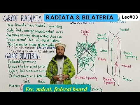 grade radiata and grade bilateria | subkingdom eumetazoa