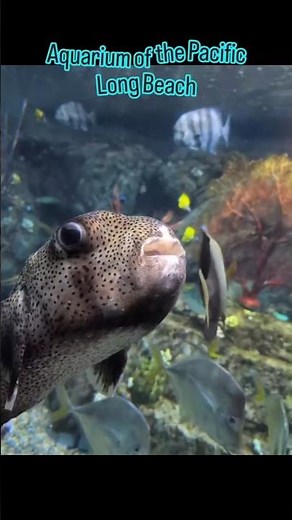 Aquarium of the Pacific Long Beach California, full video on main channel