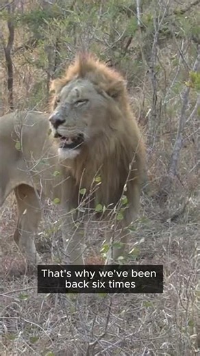 Lions on Every Game Drive at MalaMala 🦁