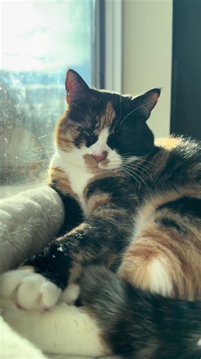 Enjoying Winter Sunshine with Cats