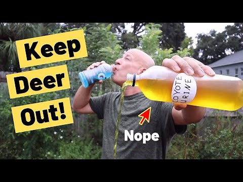 How to keep deer out of garden (Not what you think)