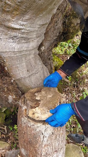 65K views · 897 reactions | Transferring Wild Bees into a Log Hive  | Q Bee | Facebook