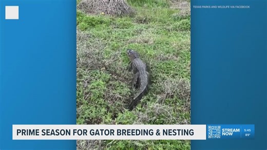 It's peak season for alligator breeding and nesting in Texas