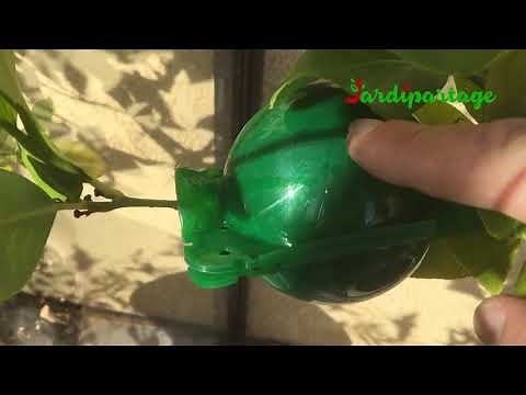 101 - Bouture du citronnier : Plus facile que la bouture, le marcottage aérien