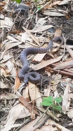 "The Deadly Beauty of the Tiger Snake in Action"