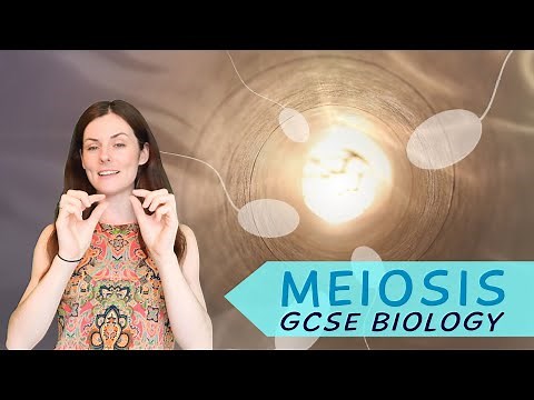 MEIOSIS GCSE Biology 9-1 | Combined Science (Revision & Qs)
