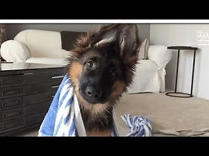 Dog Runs FASTER Than You've Ever Seen