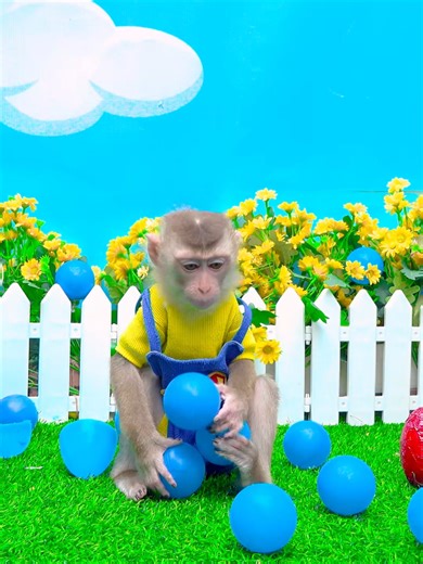 Kiki's Cute Chaos: Funny Baby Monkey Antics