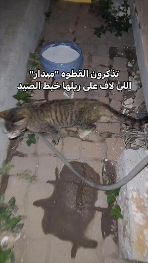 ‏#fypシ #اكسبلور؟