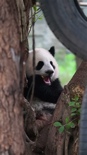 Meet Little Moon, the Brave and Strong Giant Panda cub
