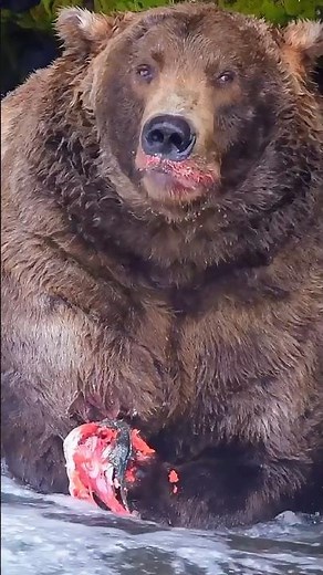 Brown Bear 🐻 Eating Salmon in Alaska | Nature’s Fiercest Feast #wildlife #alaska #brownbear #salmon