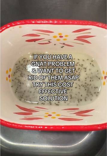 Effective Ways to Get Rid of Gnats Quickly