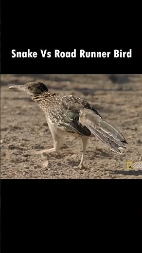 Snake Vs Road Runner Bird #animals