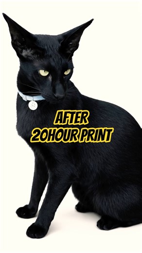 After 20hour print,making models of people's pets #new #3dprinting #cats #shorts