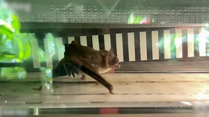 Video | Vleermuis sjeest over loopband voor bijzonder experiment