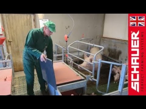 Catching Piglets The Easy Way with BEFREE 4.0