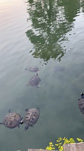 nakalimutan ko ang tagalog ng turtle!! 🐢 happy world turtle day!! 🐢🐢 | Mister Fonzy