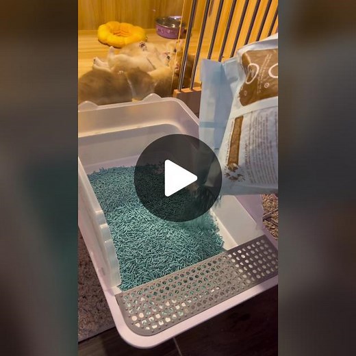 How To Train a Kitty to Use a Litter Box