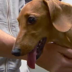 204K views · 10K reactions | Dachshund has had a lifetime of back issues  The poor dog has slipped a disk in her spinal cord  | Bondi Vet | Facebook