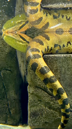The Moment You Realise How Big This Anaconda Really Is #anaconda #snakevideo #amazinganimals
