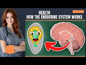 How the Endocrine System Works