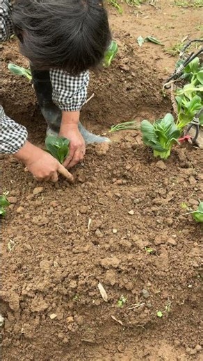 A Precision Planting Method Even a Beginner Can Get.