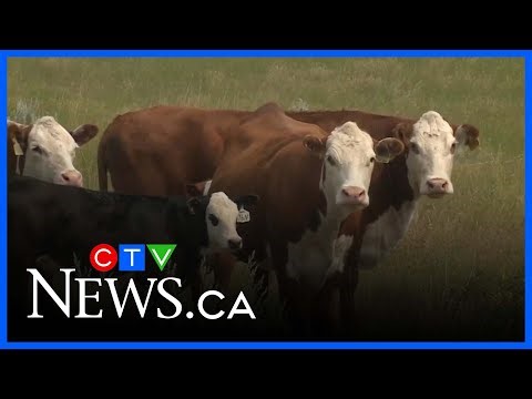 Sask. cattle producers breathe easy as CFIA delays amendments