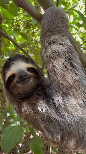 69K views · 5K reactions | Why are sloths slow? Here’s an alternative explanation inspired by the fantastic music from @ericnicholas and @ursongmusic #Slothtober is here — the month to celebrate sloths, science, and conservation! Are you an artist who wants to join the celebration? Send us a DM! And if you’d like to support our work, you can make a gift to sloths here https://bit.ly/3I4FAA5 . #sloth #humour | The Sloth Conservation Foundation | Facebook