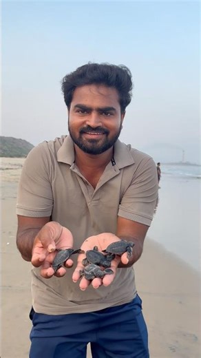 Sea baby turtles 🐢 save | #beachboynaidu #babyturtles #seaturtles #tortoise #turtles #trending