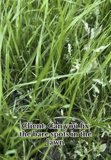 Effective Lawn Repair Tips for Bare Spots