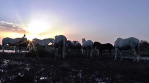 18K views · 938 reactions | Camargue Horses: Nature's Real-Life Unicorns | Horse Network | Facebook