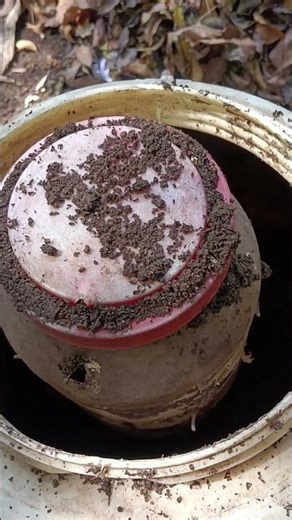 CompostNGrowPotലെ കുപ്പിയിൽചായക്കടയിലെചായപ്പൊടിമട്ട്ഇടുന്നതിനാൽപൂക്കളുംകായ്കളുംധാരാളംഉണ്ടാവുന്നുണ്ട്