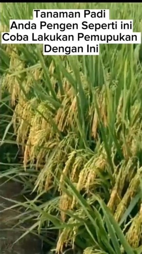 Revealed...!! The Secret to Rice Fertilization in 2026