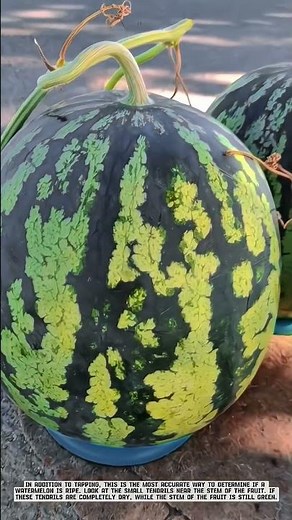 The Farmer's Secret to Determining Ripe Watermelons from Dry Tendrils #AgriculturalInnovation