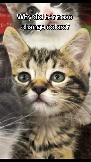 Why Do Cats' Noses Change Color?