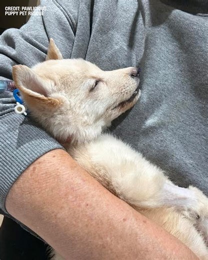 Puppy abandoned in Largo park passes away, remaining puppies recovering