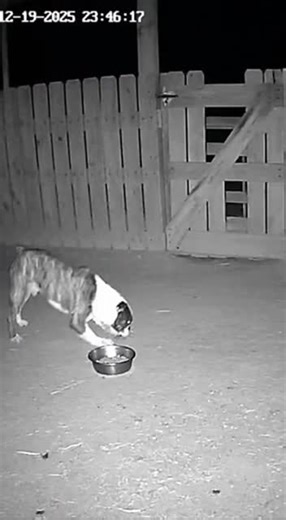 Creepy Creature Breaks Farm Fence: Pitbull Encounter