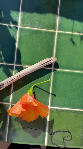 Walking Tip Toe: A Gentle Giant's Stroll