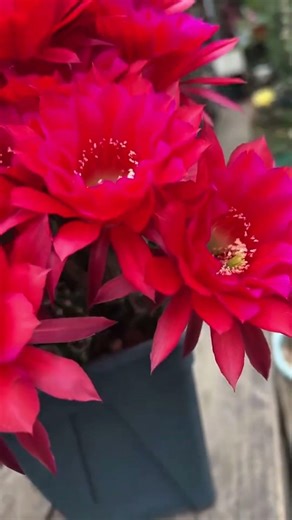 Breathtaking Cactus Flower Blooming | Nature's Beauty 🌸