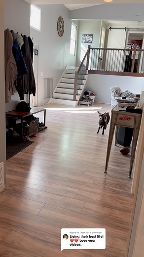 790K views · 23K reactions | Goat hooves clacking on the floor is my favorite sound #nigeriandwarfgoats #goats #babygoats #pets | Kids On Kerth | Facebook