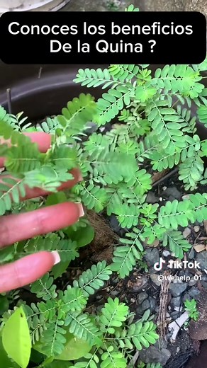 Descubre los beneficios de la quina: planta ancestral para la salud