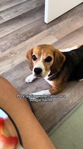 Wait until you see it! Funny Beagle Dog Video 🤣🐶 #viral #viralvideos