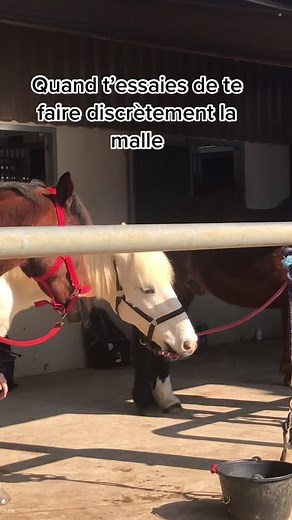 #equestrian #horserider #horselover