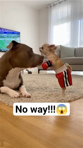 Chihuahua's Fluffy Boxing Knockout, funny videos. #funny #dogshorts #funnyvideo